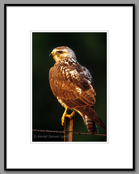 Red-tailed Hawk, Starr County, TX