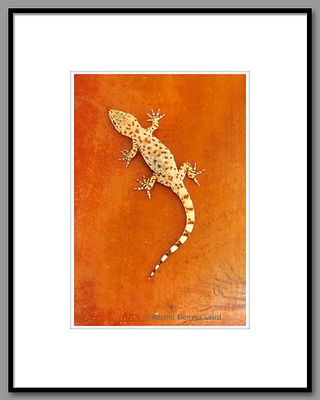 Mediterranean Gecko, Starr County, TX