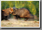 Javelina, Collard Peccary, Starr County, TX