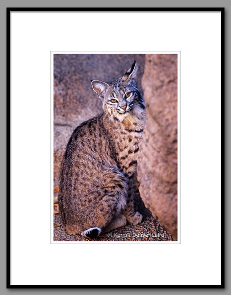 Bobcat, Arizona-Sonora Desert Museum, AZ