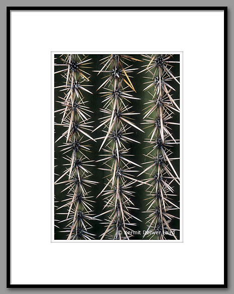 Saguaro Cactus, Saguaro NP, AZ
